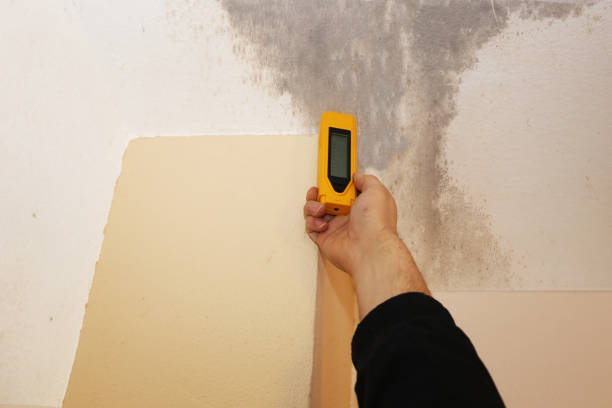 Best Environmental Consulting for Mold Prevention  in Lesslie, SC