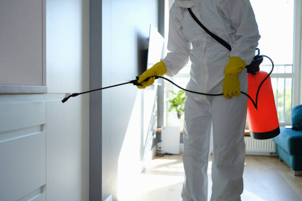 Professional Mold Removal in Lesslie, SC