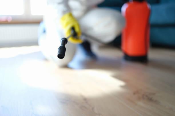 Best Water Damage & Mold Remediation  in Lesslie, SC