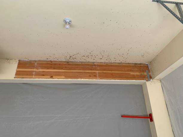 Best Attic Mold Removal  in Lesslie, SC
