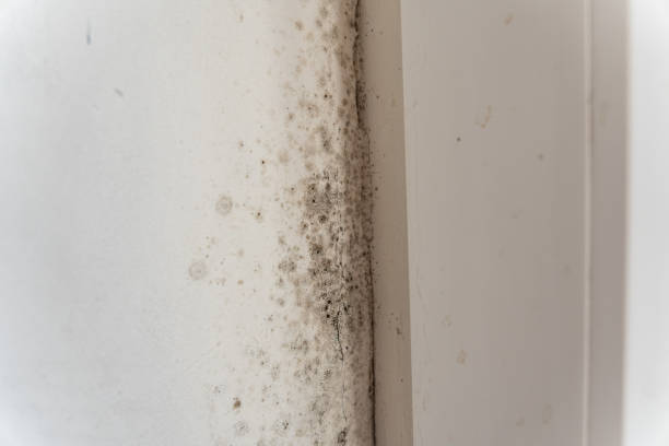 Mold Remediation for Vacation Homes in Lesslie, SC